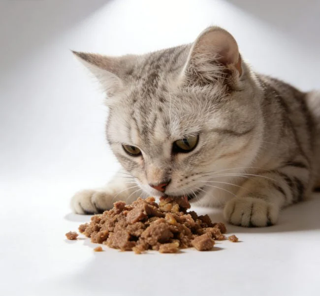 cat food for anxiety practical application scene