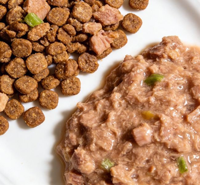 cat food for pancreatitis recommended solution