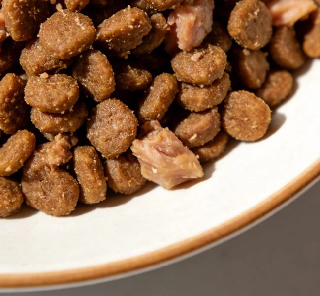 cat food for poor appetite close-up image