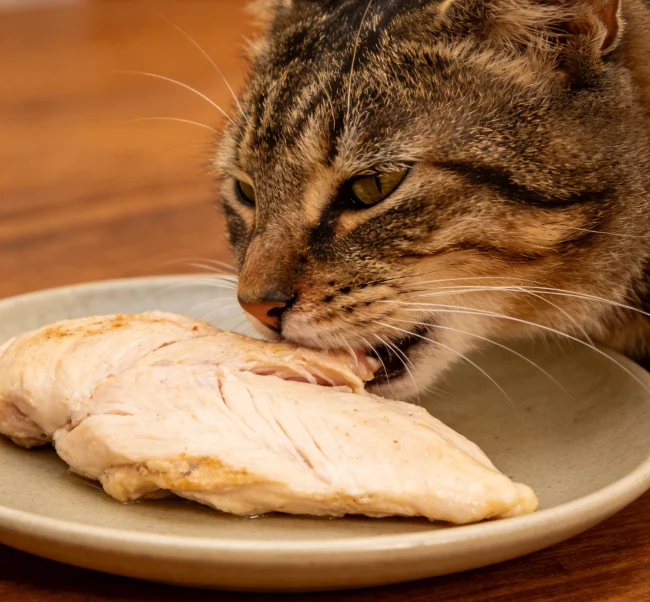What is the healthiest thing for a cat to eat? practical application scene