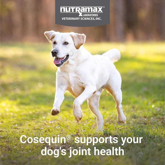 Nutramax Cosequin for Dogs Joint Health Supplement, Contains Glucosamine for Dogs, Plus Chondroitin and MSM, Supports Healthy Joints, Chewable Tablets, 60 Count