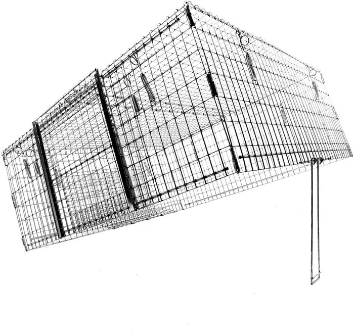 15 Essential Facts About Feral Cats Understanding and Helping Community Cats