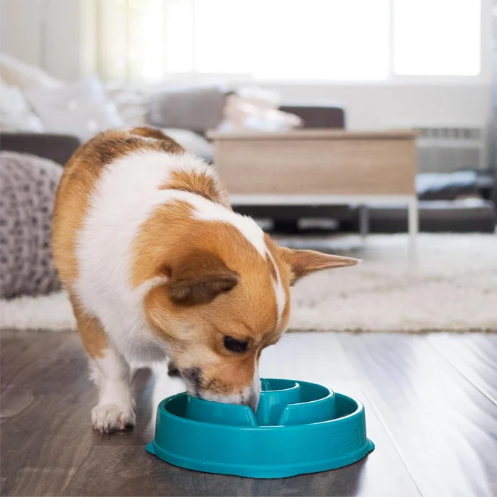 Outward Hound Medium Slow Feeder Bowl, Puzzle Maze for Fast Eaters, Small to Medium Dogs, Helps Prevent Bloat & Aid Digestion, Holds 2 Cups Wet or Dry Food, Non-Slip, Made Without BPA, Turquoise