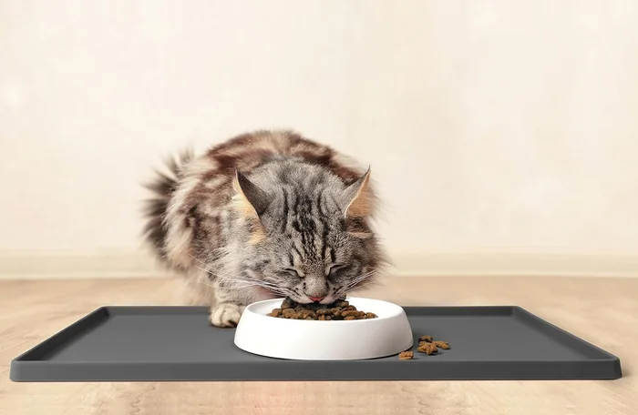 CatGuru Cat Bowls, Whisker Friendly Cat Food Bowl for Indoor Cats, Reliefs Whisker Fatigue, Wide Kitten Dish, Non Slip Pet Dishes, Shallow Pet Plates (Set of 2, Marshmallow)