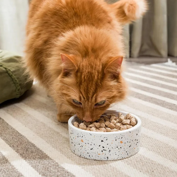 Open Farm, Freeze Dried Raw Cat Food, Complete Meal Morsels or Cat Treats with 92% Meat, Organs & Bone, Harvest Chicken Recipe, 9oz Bag