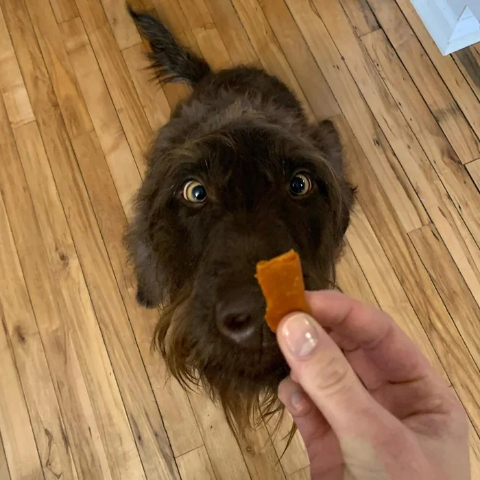 Stashios : Wrap-Ups : Emballage de pilules - Bacon Cheeseburger - 30 Portions Sac, Chiens & Cats, Trait Hides Pilules de toute taille, Ingrédients limités tous naturels, USA (Pack of 2)