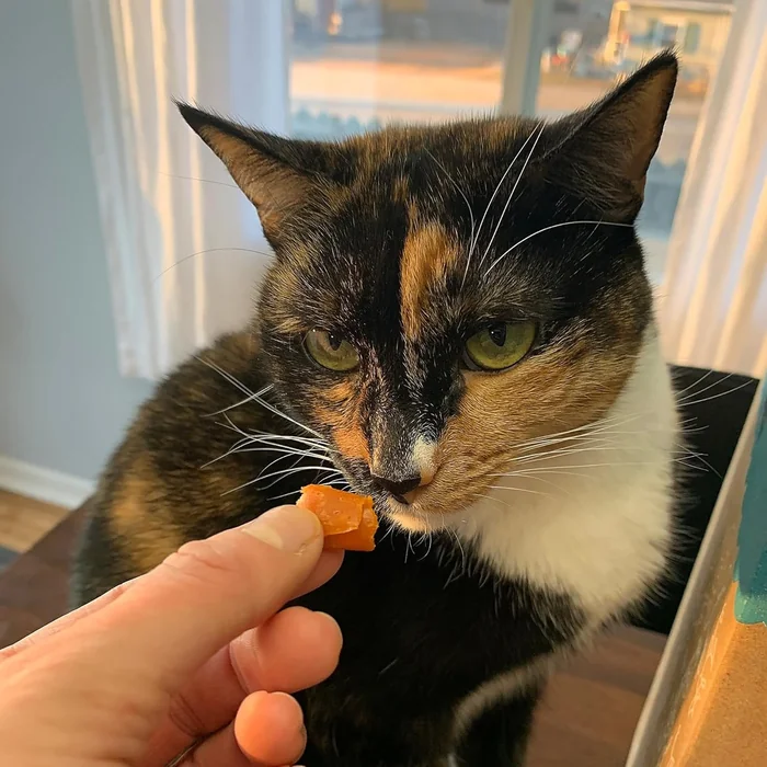 Stashios : Wrap-Ups : Emballage de pilules - Bacon Cheeseburger - 30 Portions Sac, Chiens & Cats, Trait Hides Pilules de toute taille, Ingrédients limités tous naturels, USA (Pack of 2)