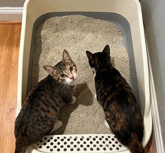 The Best Cat Litters for Multiple Cats?An Unbiased 2024 Guide